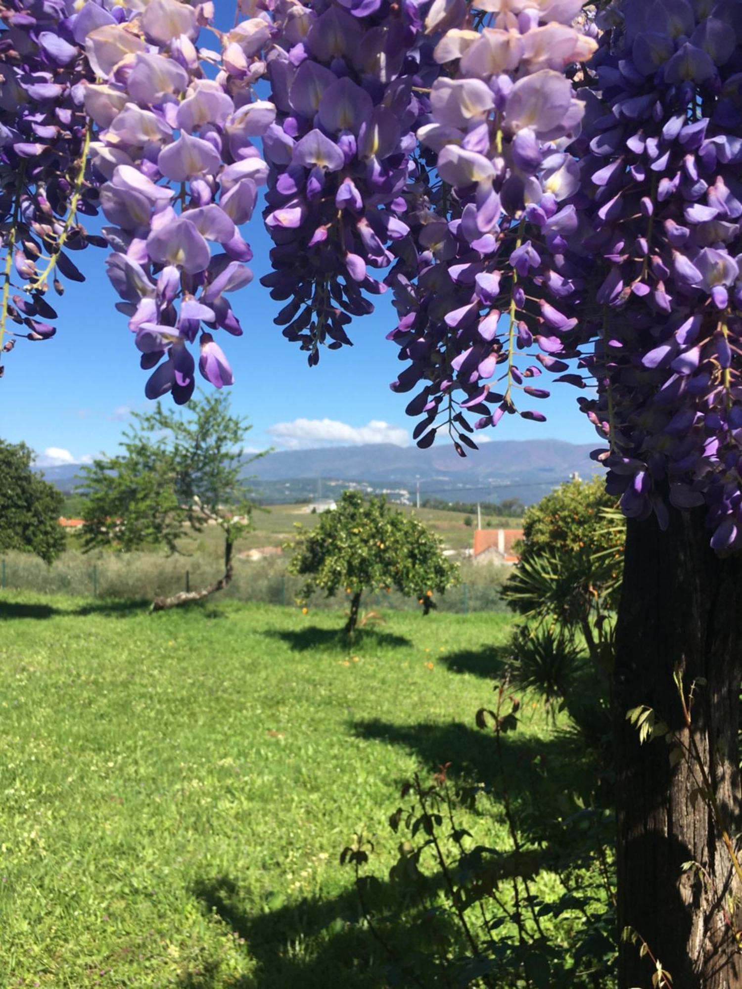Quinta De Mocamedes - Turismo De Habitacao Hotell Vouzela Exteriör bild